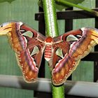 Der Attacus atlas...