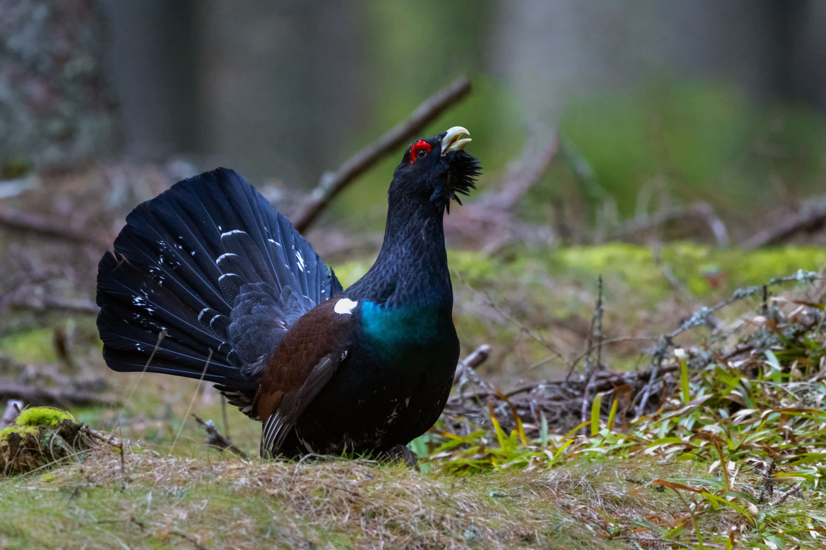 Der Auerhahn im Balzmodus Foto & Bild canon, wald, natur Bilder auf