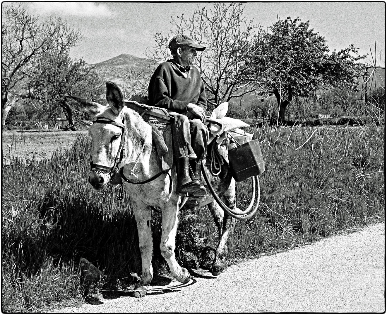 DER AUF DEM ESEL REITET......