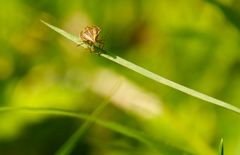 der auf dem Gras tanzt...