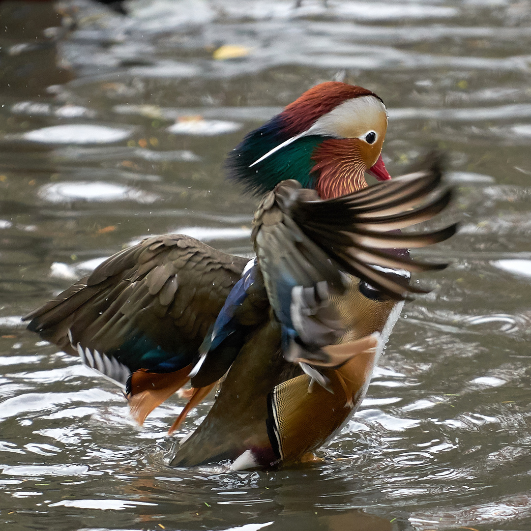 Der auf dem Wasser läuft