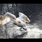 der auf dem wasser läuft