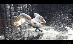 der auf dem wasser läuft