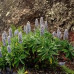 Der auf Gomera endemische Stachelfrüchtige Natternkopf (2)