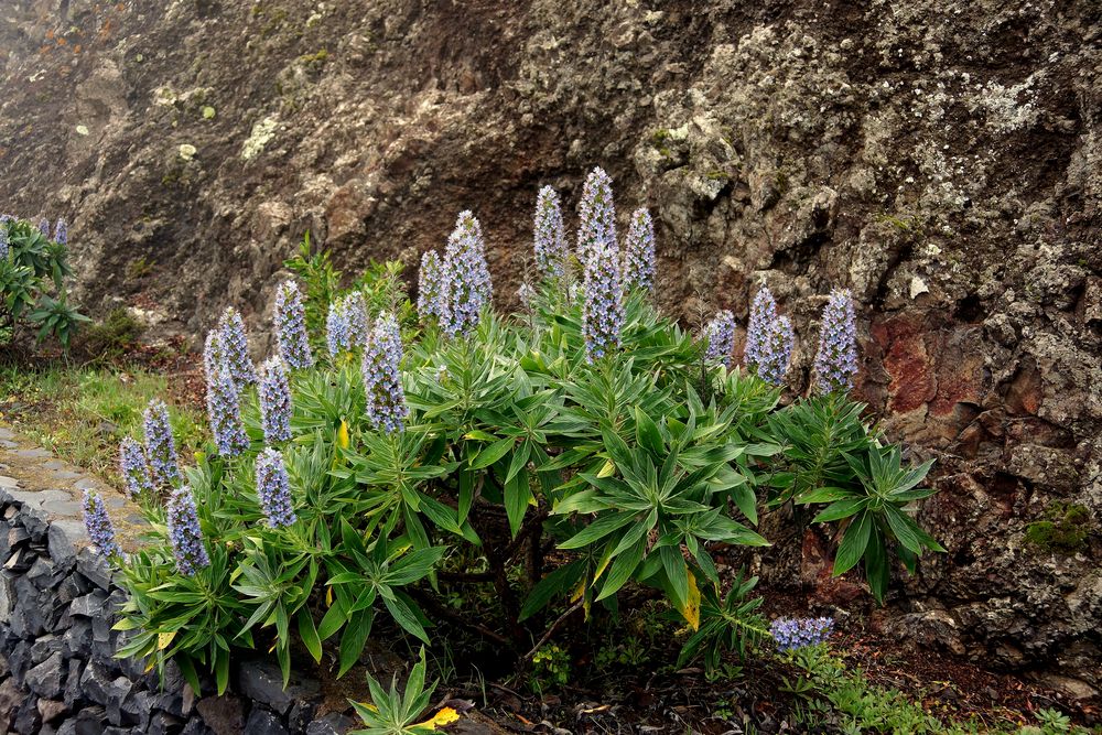 Der auf Gomera endemische Stachelfrüchtige Natternkopf (2)