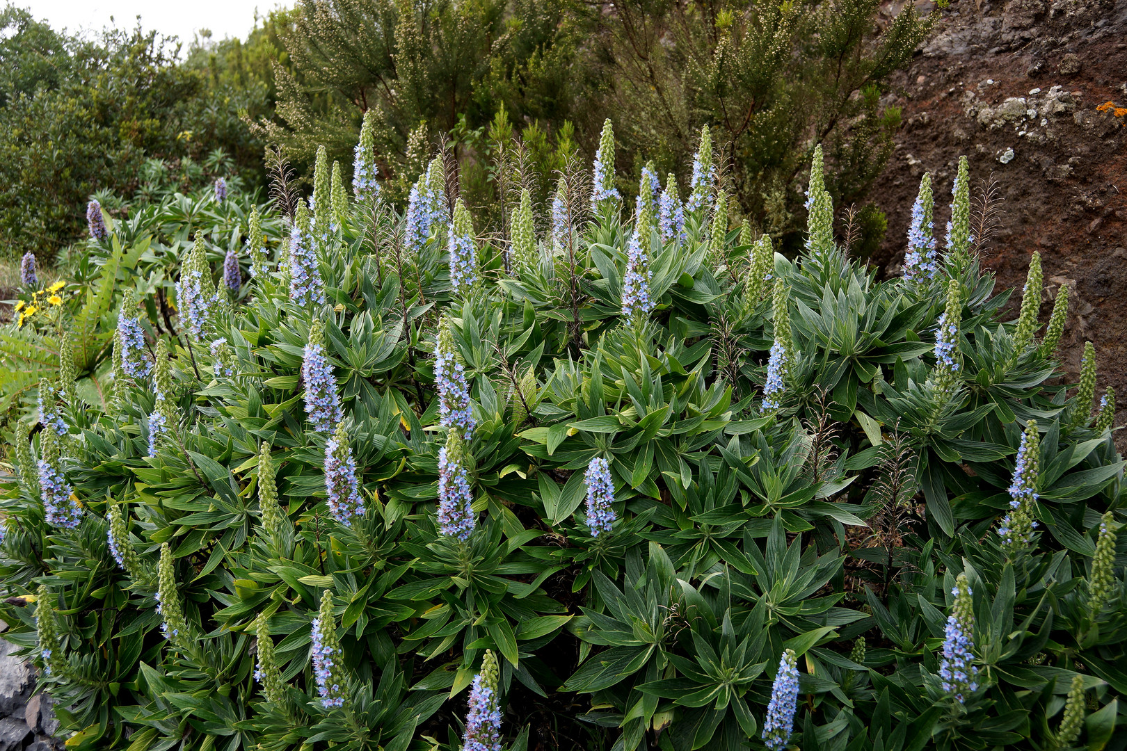 Der auf Gomera endemische Stachelfrüchtige Natternkopf (3)