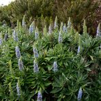 Der auf Gomera endemische Stachelfrüchtige Natternkopf (3)