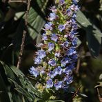 Der auf Gomera endemische Stachelfrüchtige Natternkopf (4)