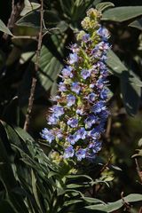 Der auf Gomera endemische Stachelfrüchtige Natternkopf (4)