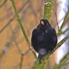 Der aufdringliche Herr Amsel