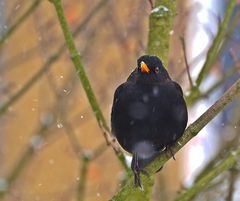 Der aufdringliche Herr Amsel