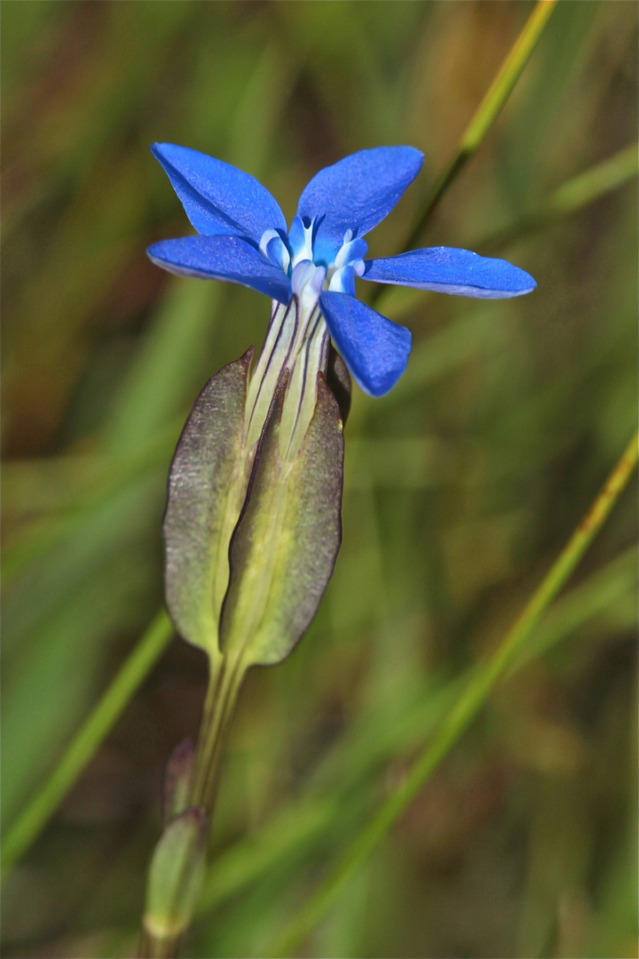 Der Aufgeblasene Enzian (Gentiana utriculosa)