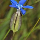 Der Aufgeblasene Enzian (Gentiana utriculosa)