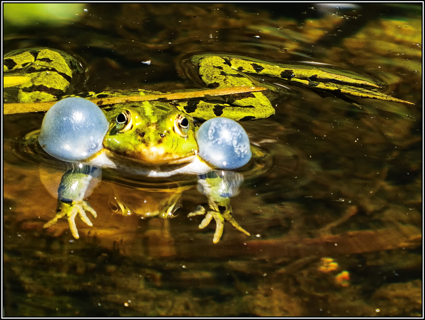 Der aufgeblasene Frosch