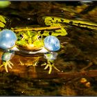 Der aufgeblasene Frosch