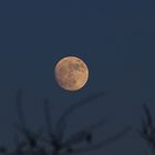 Der aufgehende Mond am 25.1.12