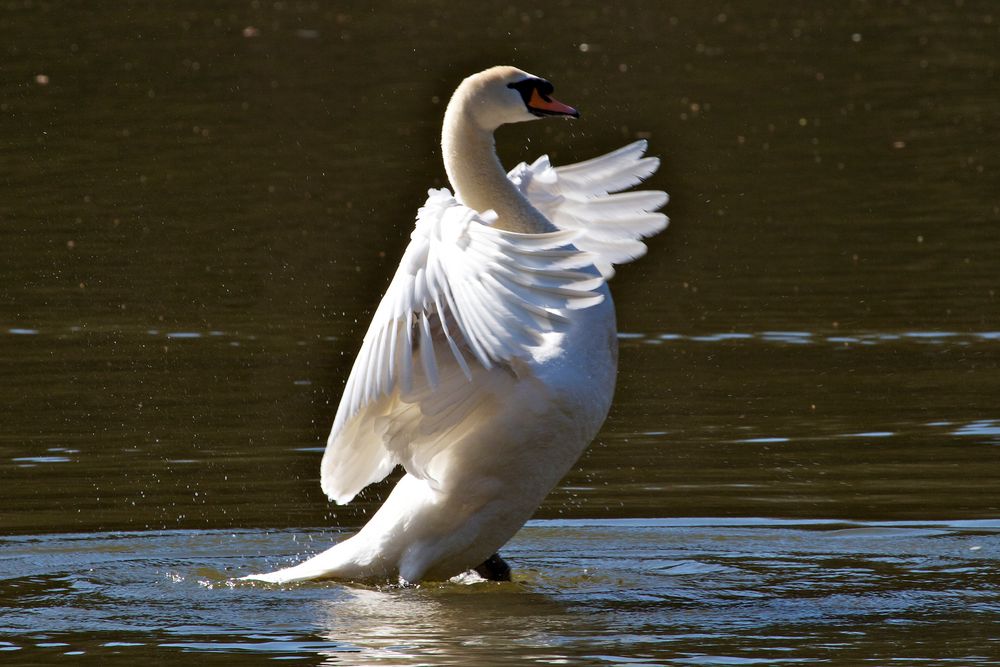 Der aufgeregte Schwan...