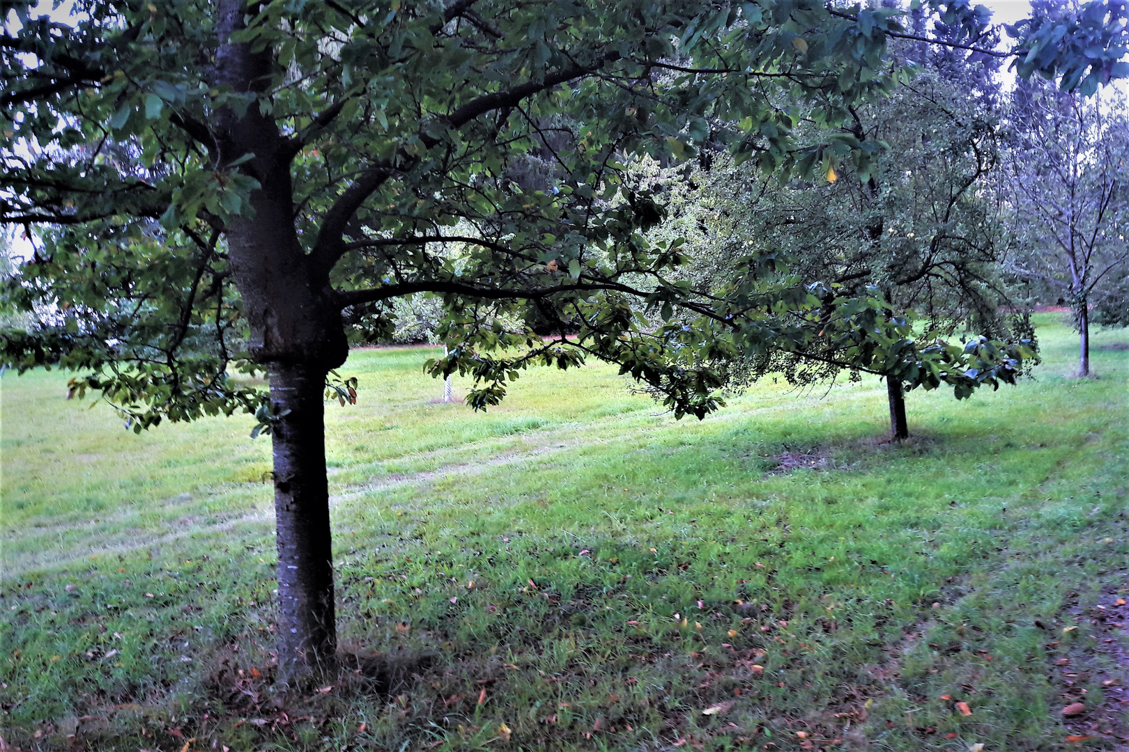 Der "aufgesetzte" Baumstamm 