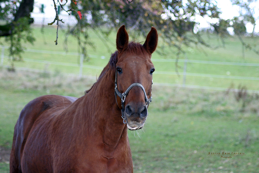 "Der aufmerksame Blick"