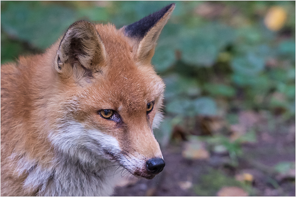 Der aufmerksame Blick