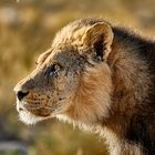 Der aufmerksame Blick des Löwen