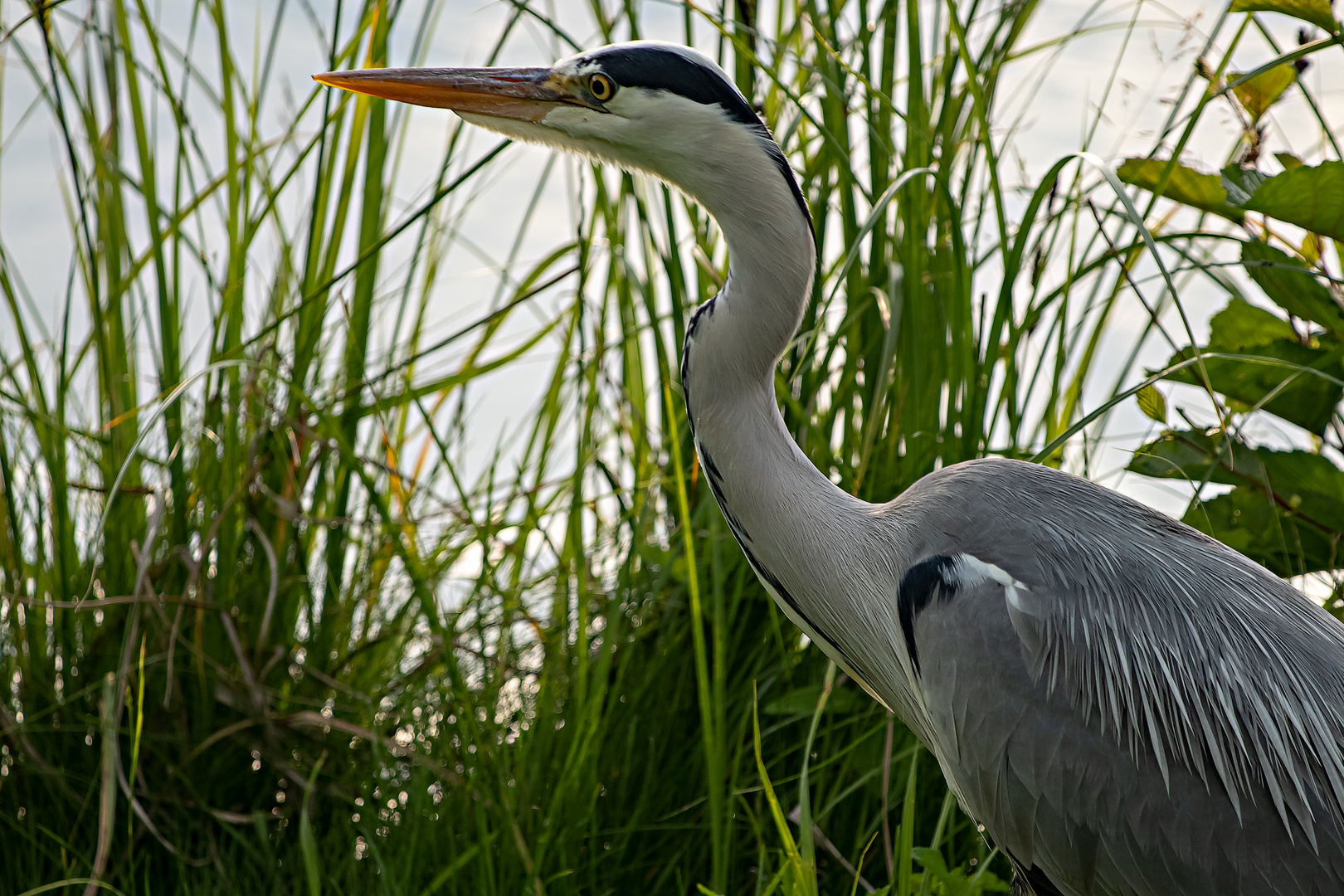 Der aufmerksame Blick