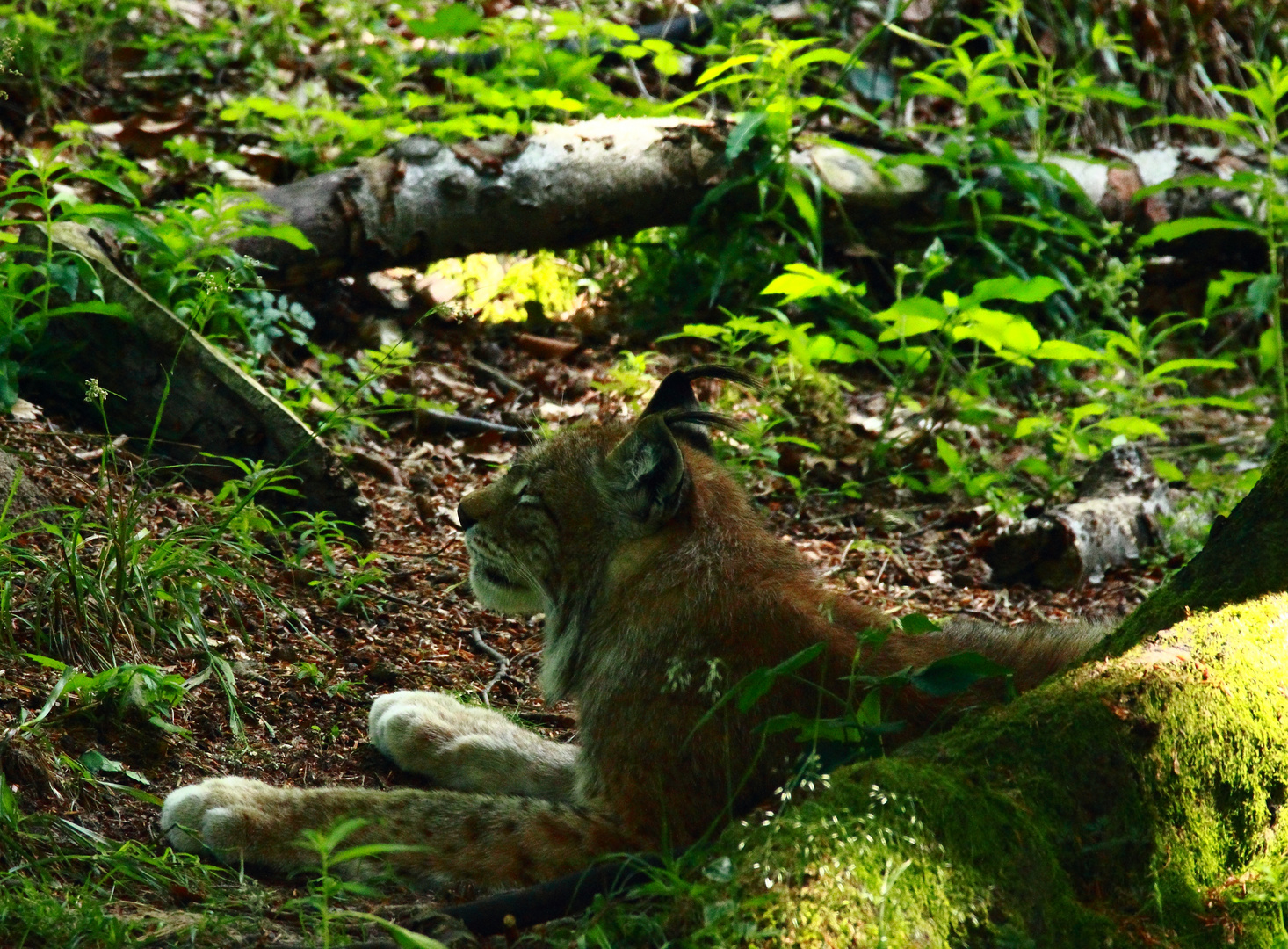 Der aufmerksame Luchs