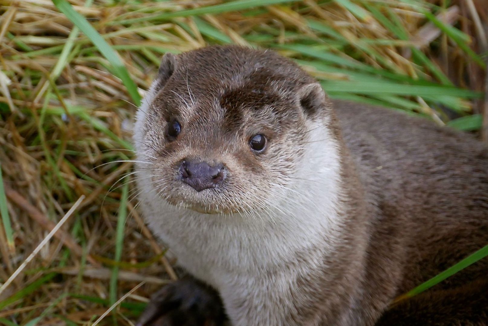 der Aufmerksame Otter