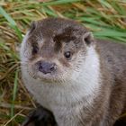 der Aufmerksame Otter