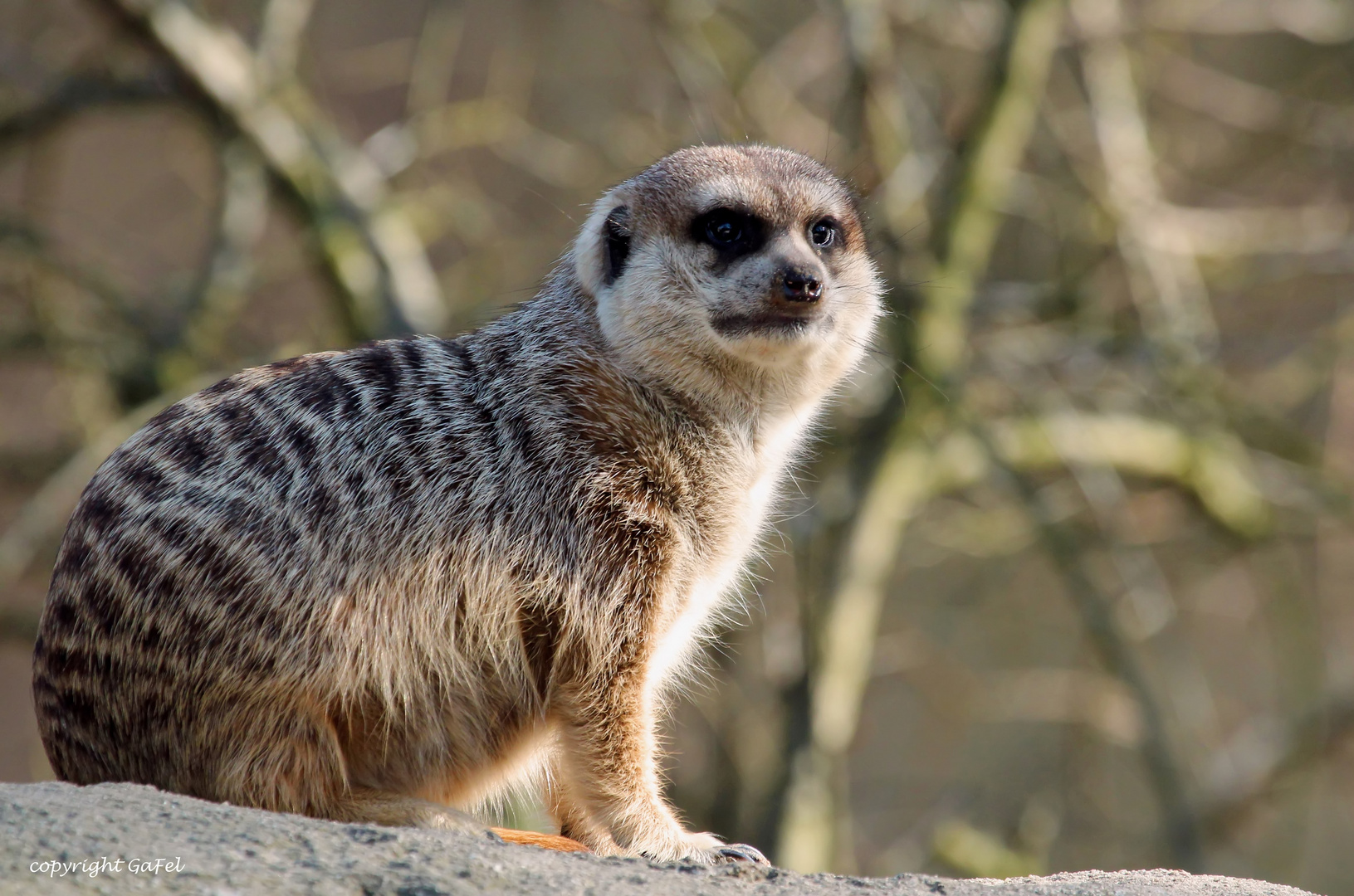 Der Aufpasser Foto & Bild tiere, zoo, wildpark & falknerei