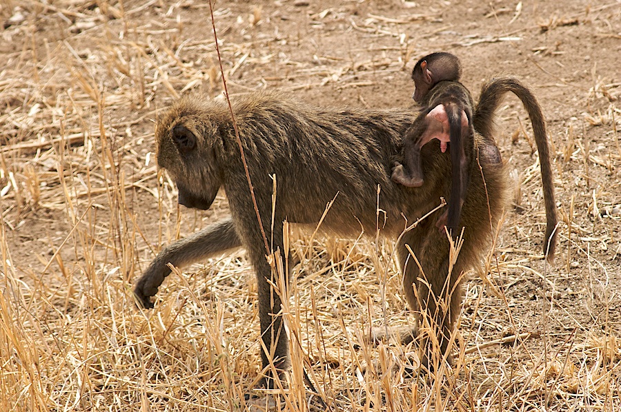 Der Aufsteiger (2)