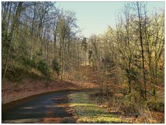 Der Aufstieg durch den Wald