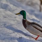 Der Aufstieg im Schnee ist sehr schwer