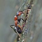 Der Aufstieg! Rote Waldameise (Formica rufa) 