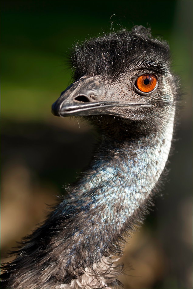 Der Auge des Emu