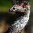 Der Auge des Emu