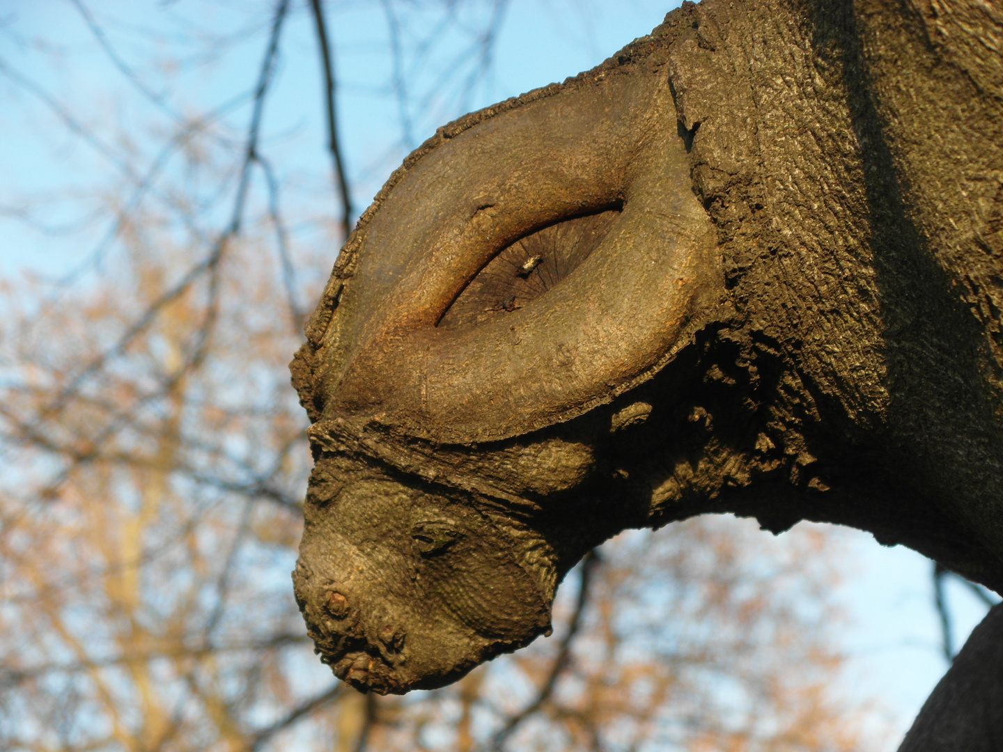 Der "Augen"- Blick