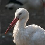 Der Augsburger Zoo III-Der Klapperstorch