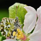 Der Aurorafalter (Anthocharis cardamines)