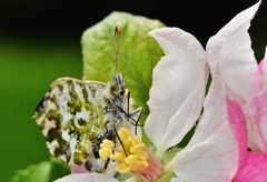 Der Aurorafalter (Anthocharis cardamines)