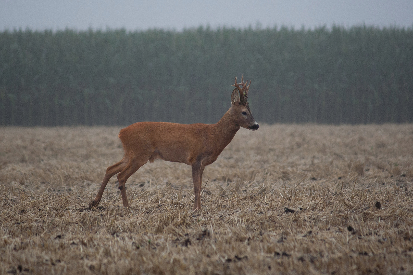 Der aus dem Nebel 2