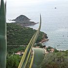 Der Ausblick einer Agave auf Elba