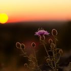 Der Ausblick vom Donnersberg