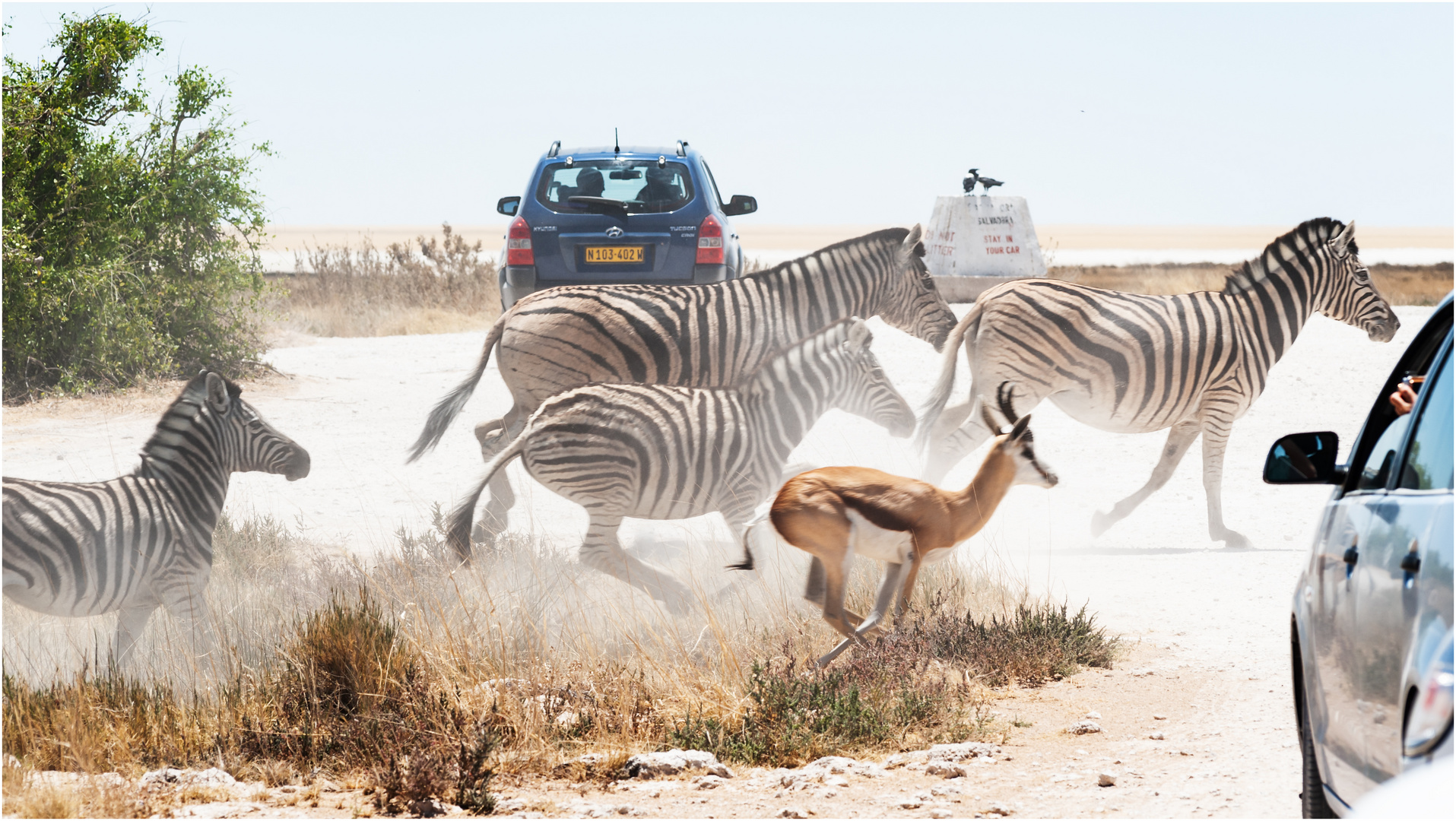 Der Ausbruch - Etosha Namibia