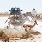 Der Ausbruch - Etosha Namibia