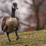 "Der Ausfallschritt beim Gans-Tanz"