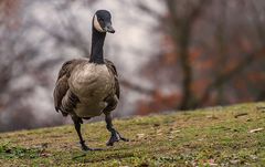 "Der Ausfallschritt beim Gans-Tanz"