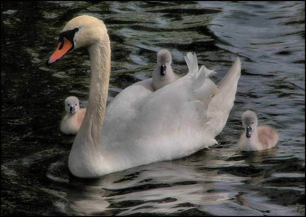 DER AUSFLUG