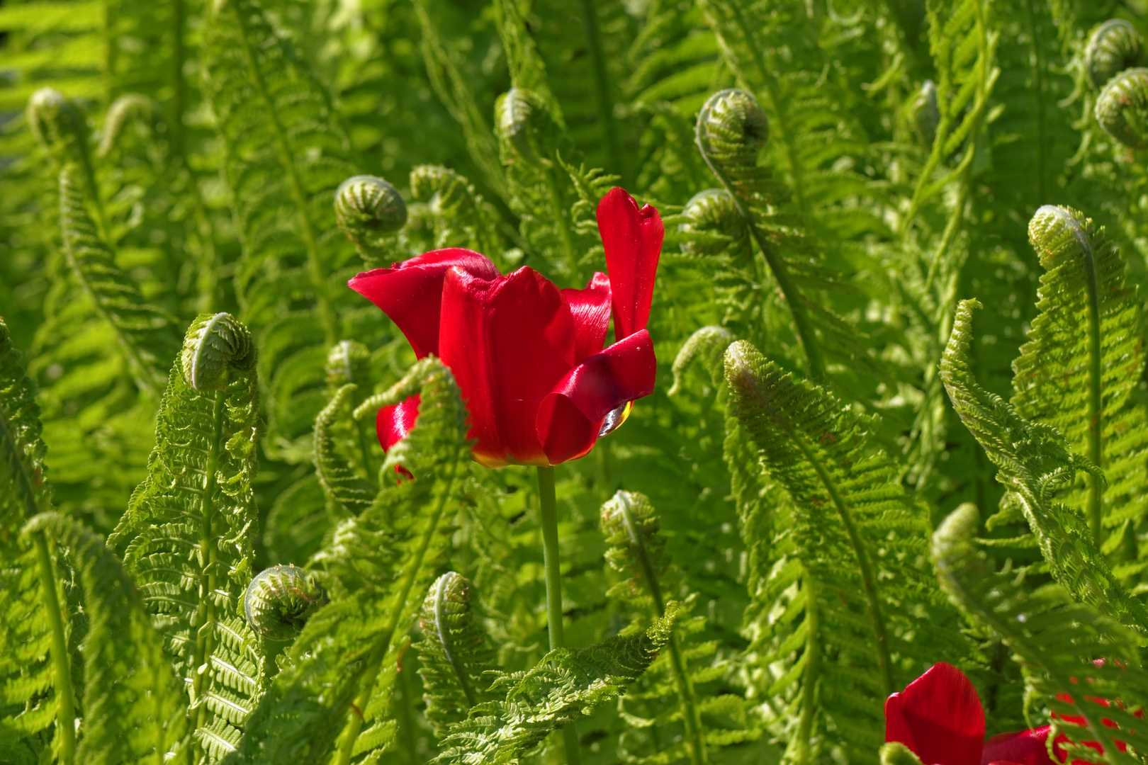 Der ausgelassene Tanz der Tulpe mit den jungen Farnen