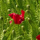 Der ausgelassene Tanz der Tulpe mit den jungen Farnen